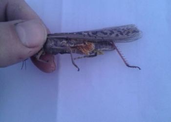 Una plaga con tonada: la langosta llegó a Colonia Caroya