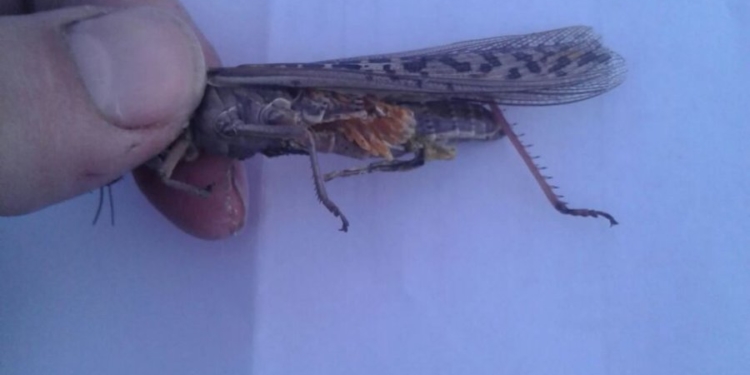 Una plaga con tonada: la langosta llegó a Colonia Caroya