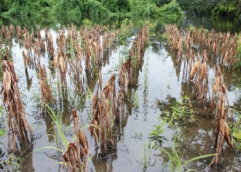 ¿Cómo será la cobertura contra inundación y sequía que prepara el Gobierno?