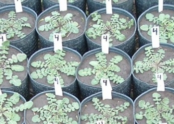 Otro yuyo multi-resistente: al final no era tan “nabo”