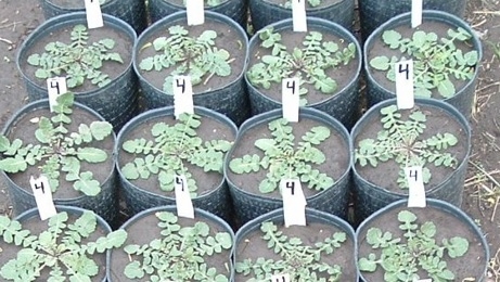 Otro yuyo multi-resistente: al final no era tan “nabo”