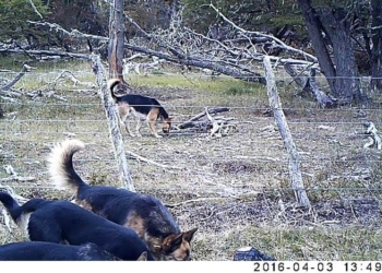Especial Bichos: los perros salvajes de Tierra del Fuego