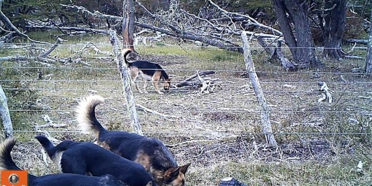 Especial Bichos: los perros salvajes de Tierra del Fuego