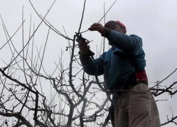 Apareció la plata para la poda en el Alto Valle