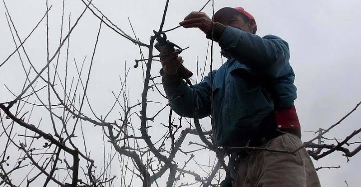 Apareció la plata para la poda en el Alto Valle