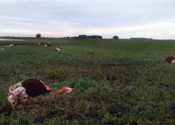 Diez disparos de madrugada en el campo de los Tezanos Pinto