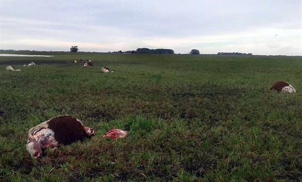Diez disparos de madrugada en el campo de los Tezanos Pinto