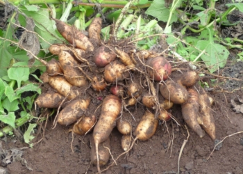 Leonardo Fernández: “El yacón es ancestral y le decían ‘la papa del Inca'”