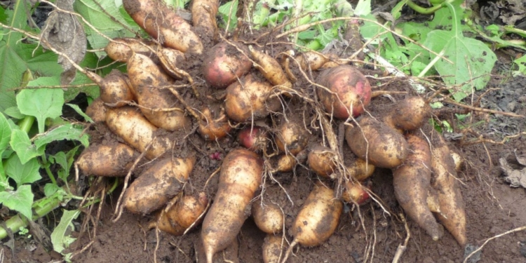 Leonardo Fernández: “El yacón es ancestral y le decían ‘la papa del Inca'”