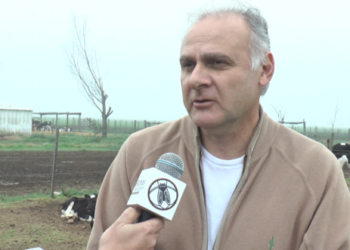 El Estado, el gran ausente en la reconstrucción de la lechería