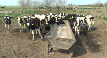 El Estado, el gran ausente en la reconstrucción de la lechería