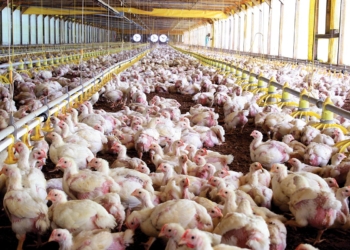 Primeros síntomas de recuperación en el sector avícola