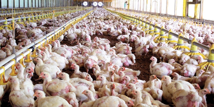 Primeros síntomas de recuperación en el sector avícola