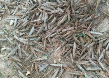 Langostas: en Tucumán, el Senasa se quedó sin plata