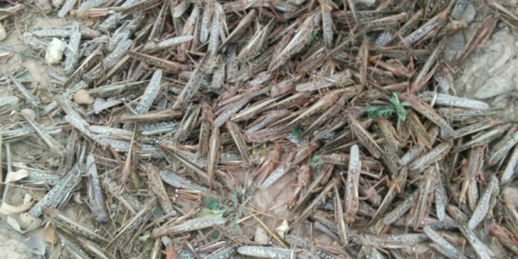 Langostas: en Tucumán, el Senasa se quedó sin plata