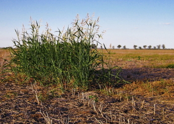 Los mapas del mayor problema de la agricultura: las malezas resistentes