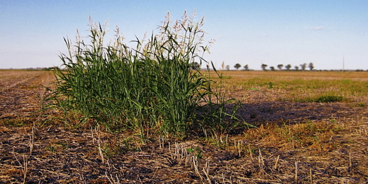Los mapas del mayor problema de la agricultura: las malezas resistentes