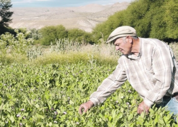 Todos los campos el campo (o una crónica de la heterogeneidad)