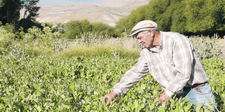 Todos los campos el campo (o una crónica de la heterogeneidad)