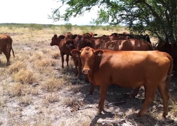 A pesar de problemas climáticos, la faena vacuna creció 5,5% en agosto
