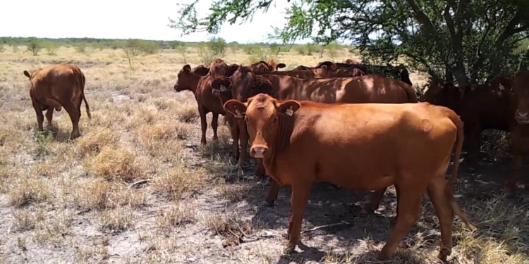 A pesar de problemas climáticos, la faena vacuna creció 5,5% en agosto