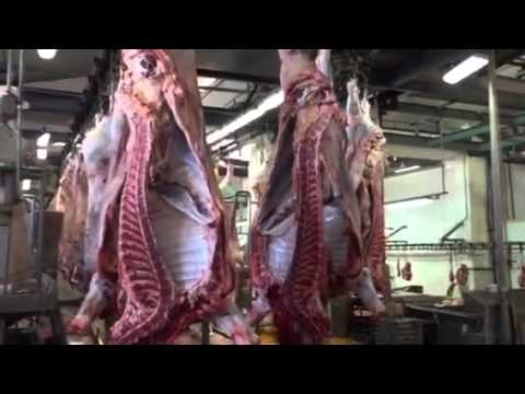 Todo listo para controlar con “cajas negras” la faena en los frigoríficos