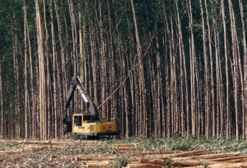 ¿Será que el sector forestal decidió ponerse los pantalones largos?