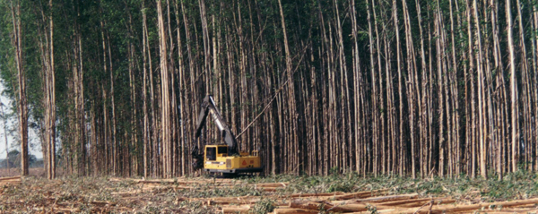 ¿Será que el sector forestal decidió ponerse los pantalones largos?