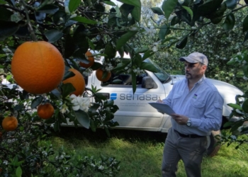 El HLB mete miedo en el NOA y se piden mayores controles