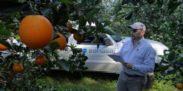 El HLB mete miedo en el NOA y se piden mayores controles