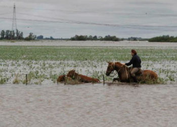 Panorama ganadero: las vacas, el agua y las consecuencias
