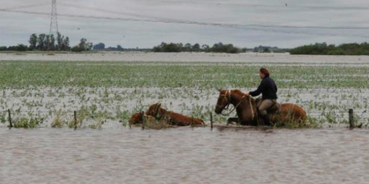 Panorama ganadero: las vacas, el agua y las consecuencias