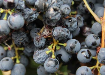 Hasta 2019 en emergencia por el avance de la Lobesia botrana