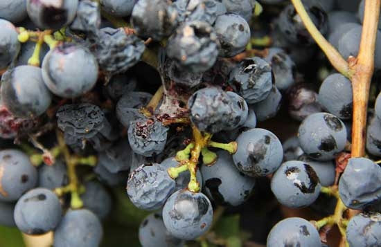 Hasta 2019 en emergencia por el avance de la Lobesia botrana