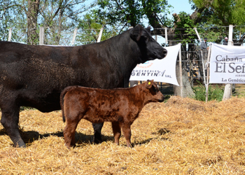 Pese a la inundación, sigue sostenido el interés por la cría