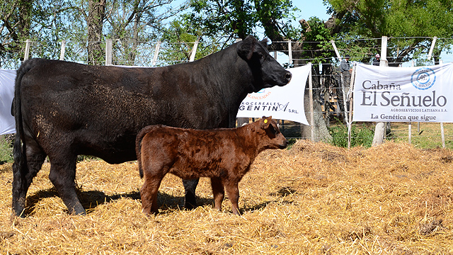 Pese a la inundación, sigue sostenido el interés por la cría