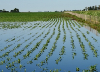 El 33% del trigo en Argentina tiene exceso hídrico