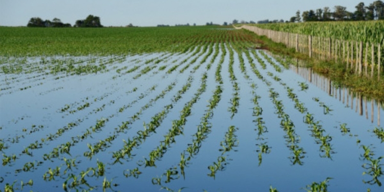 El 33% del trigo en Argentina tiene exceso hídrico