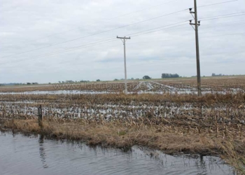 La inundación ya recortó casi 1 millón de toneladas de trigo