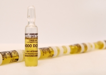 Crearon una vacuna argentina contra una enfermedad de los pollos