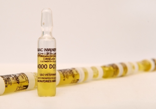 Crearon una vacuna argentina contra una enfermedad de los pollos