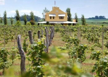 Una cosa es hacer vino y otra cosa es fundar una región vitivinícola