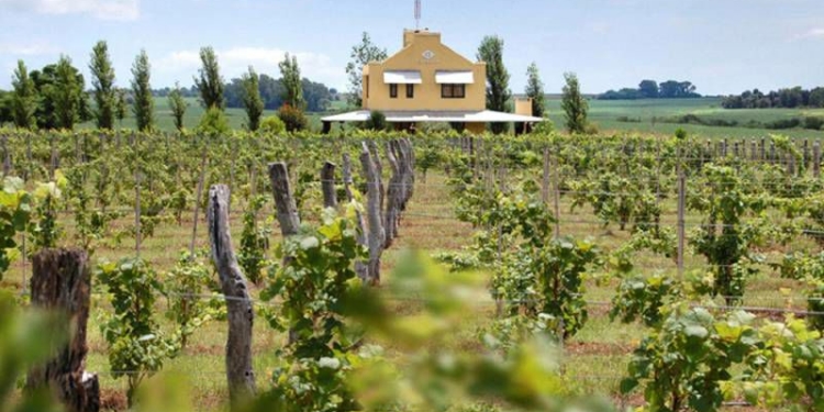 Una cosa es hacer vino y otra cosa es fundar una región vitivinícola