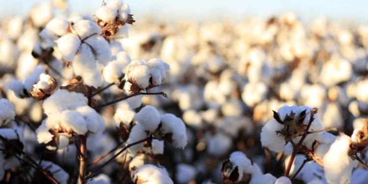 Informe especial: Un nuevo renacer del algodón