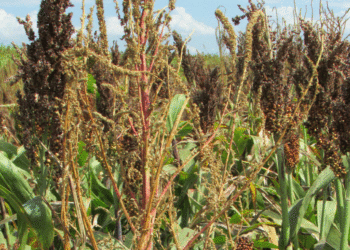 Opinión calificada: frente a las malezas, hay que revisar todo el planteo productivo