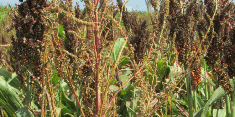 Opinión calificada: frente a las malezas, hay que revisar todo el planteo productivo