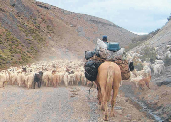 ¿El año de la cabra?: Destinan US$ 23 millones a mejorar la vida de los productores
