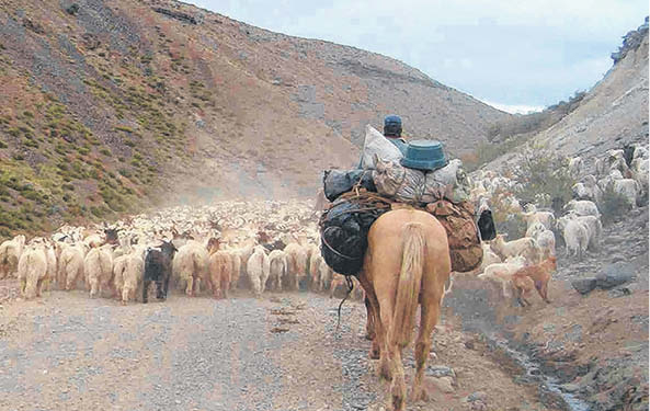 ¿El año de la cabra?: Destinan US$ 23 millones a mejorar la vida de los productores