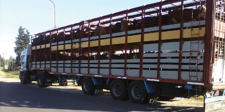 Sale hacienda de los feedlot y se acelera la faena