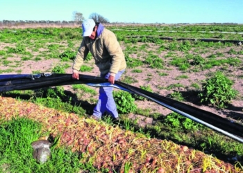 Crónicas de tierra adentro: La crisis de la cebolla pone en riesgo miles de empleos